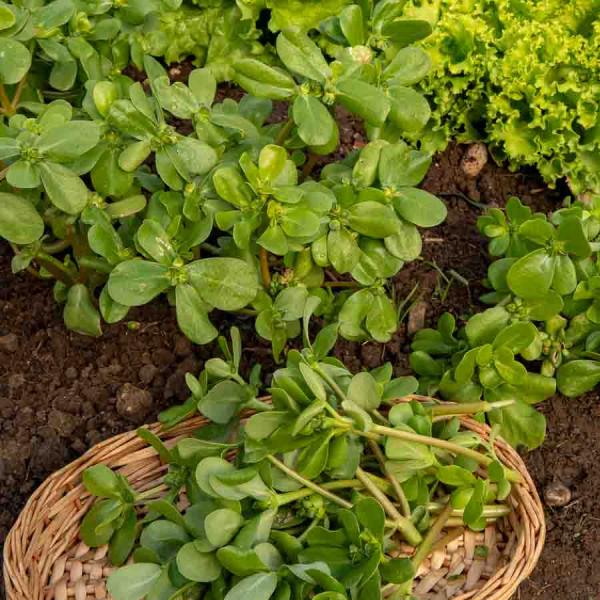 Potagères - Pourpier Doré à larges feuilles - Légumes d'Autrefois - face recto